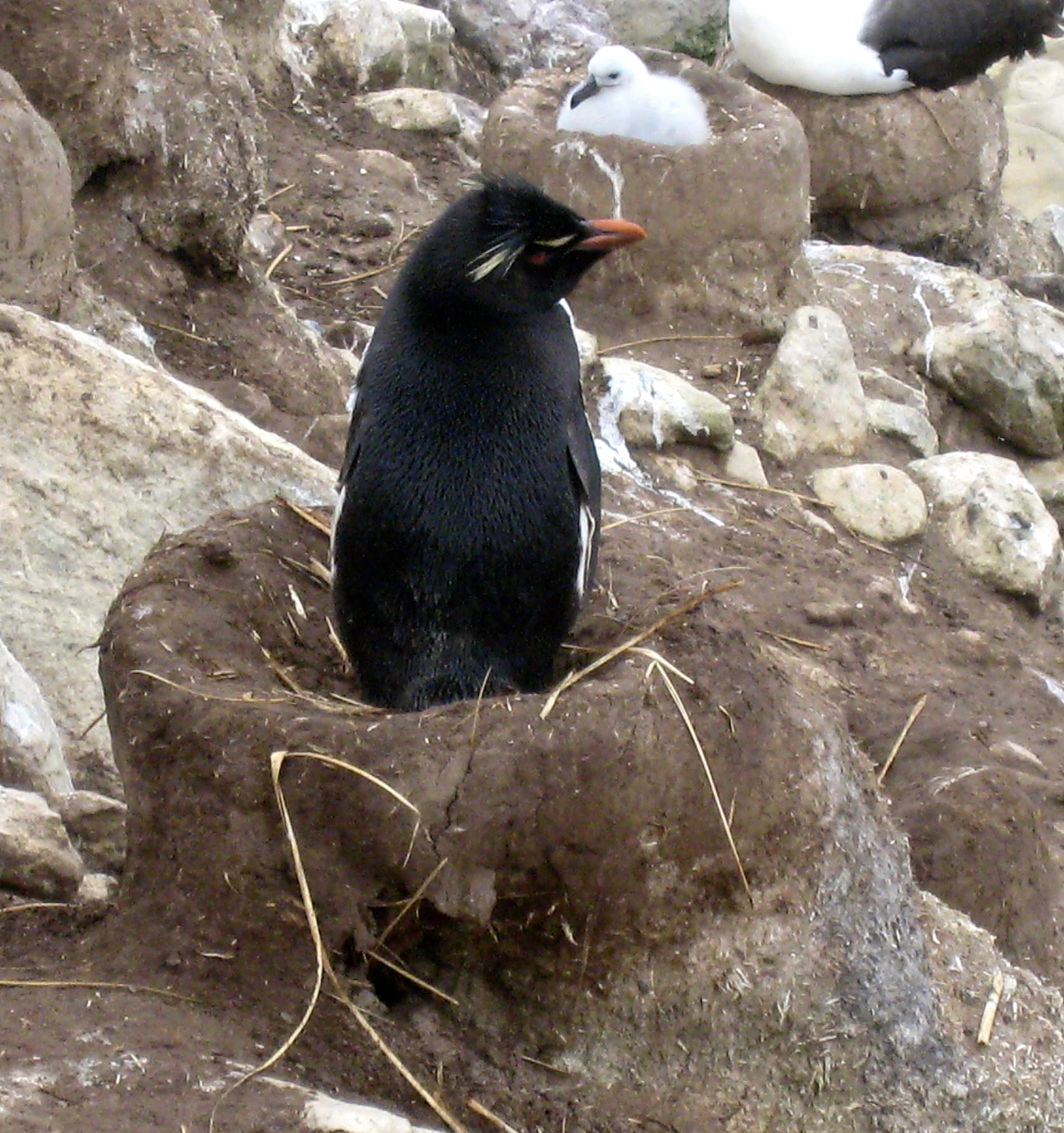 Rockhopper Penguin Squatting in a Black Browed Albatross Nest