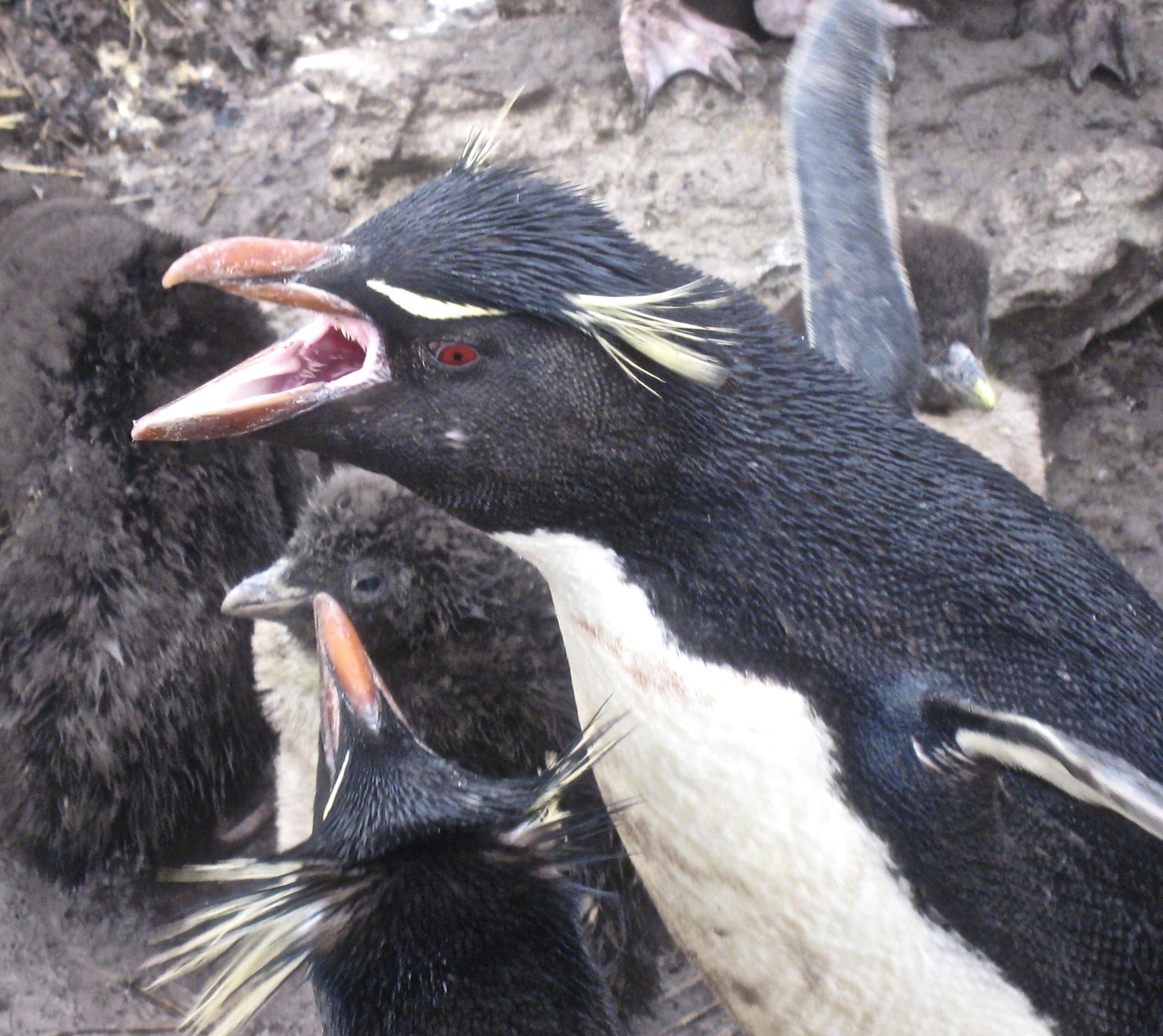 Noisy Rockhopper Penguins. 