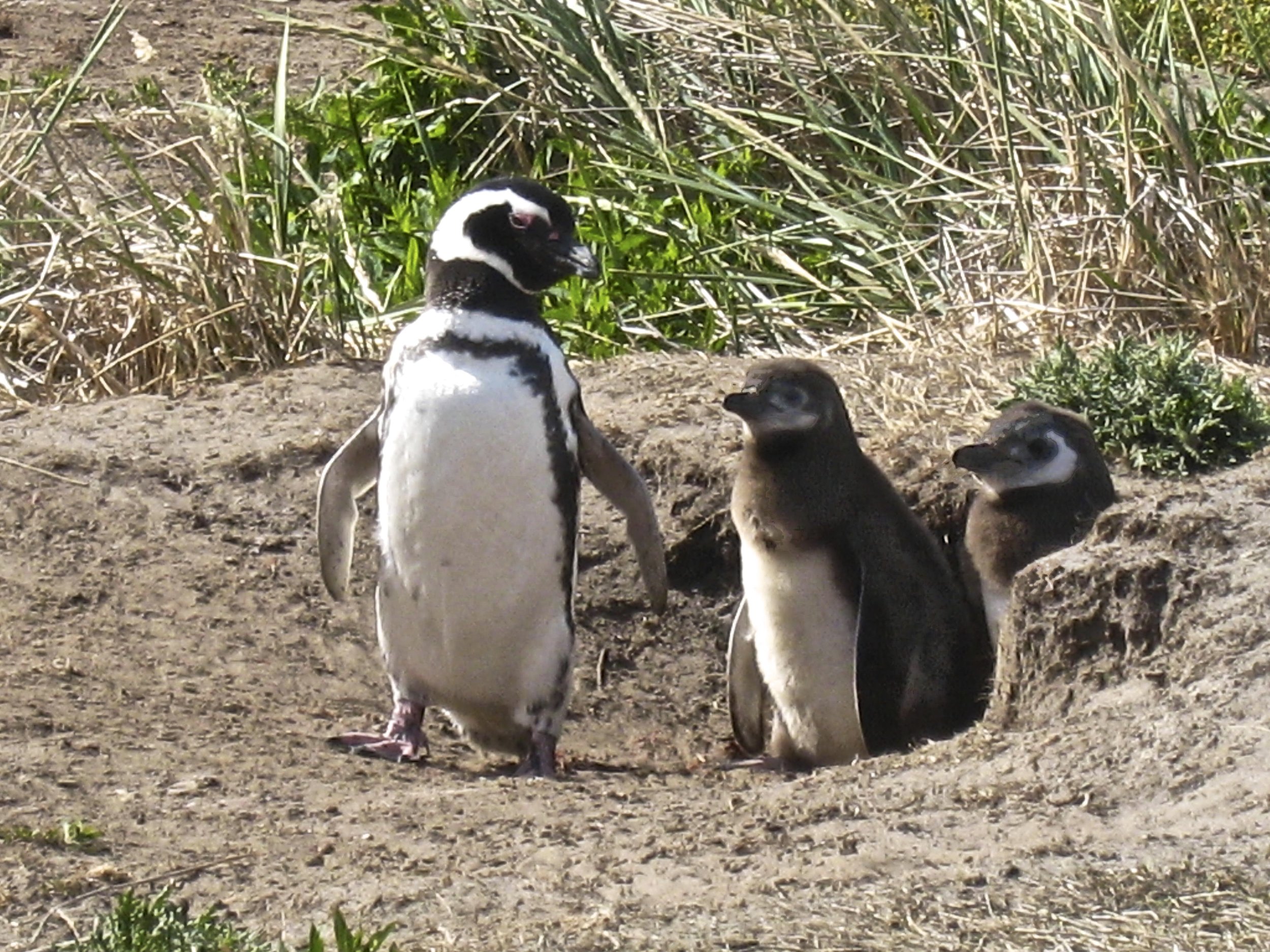 Magellanic Penguins Nest in Burrows. 