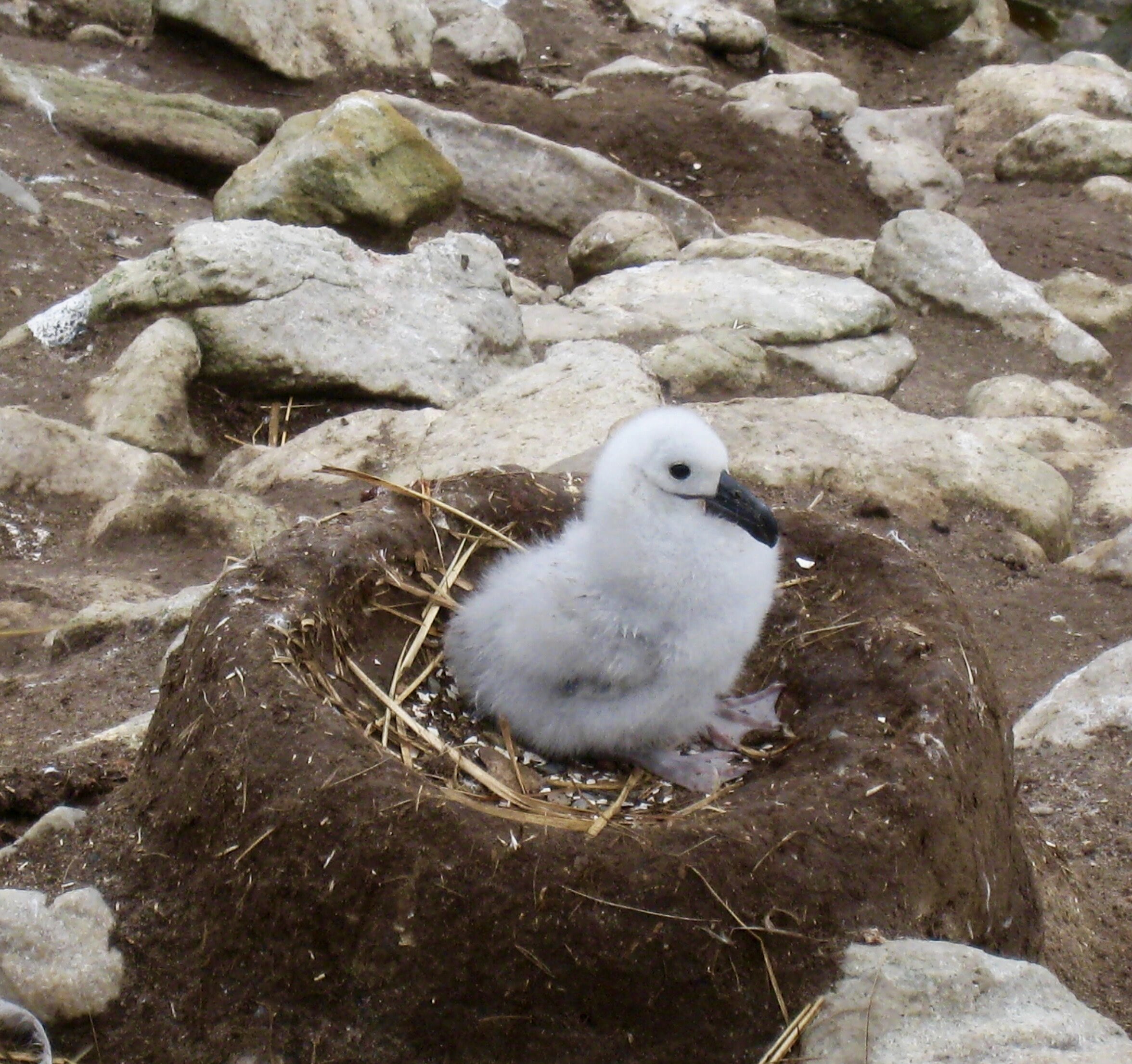 Black Browed Albatross Chick in Nest