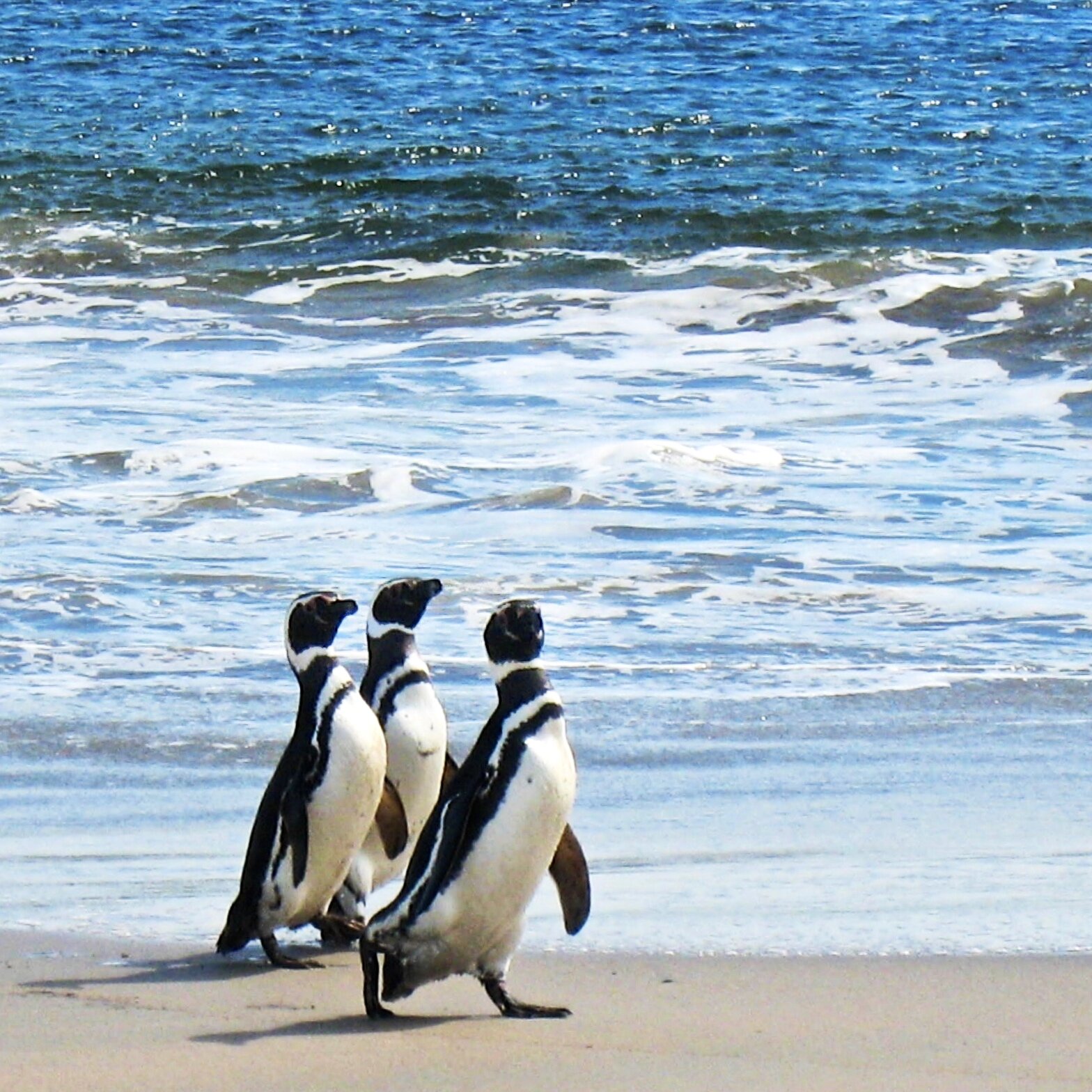 Magellanic penguins