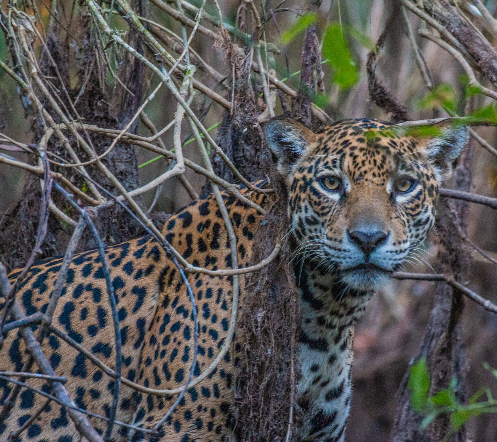 Curiosa.  I officially named this female jaguar.  