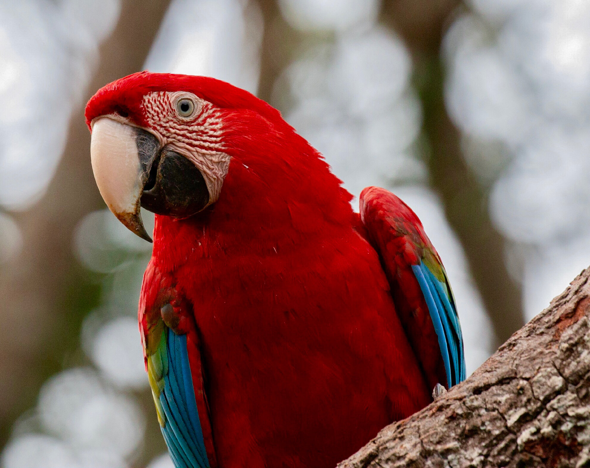 Red and Green Macaw-Southern Pantanal. 