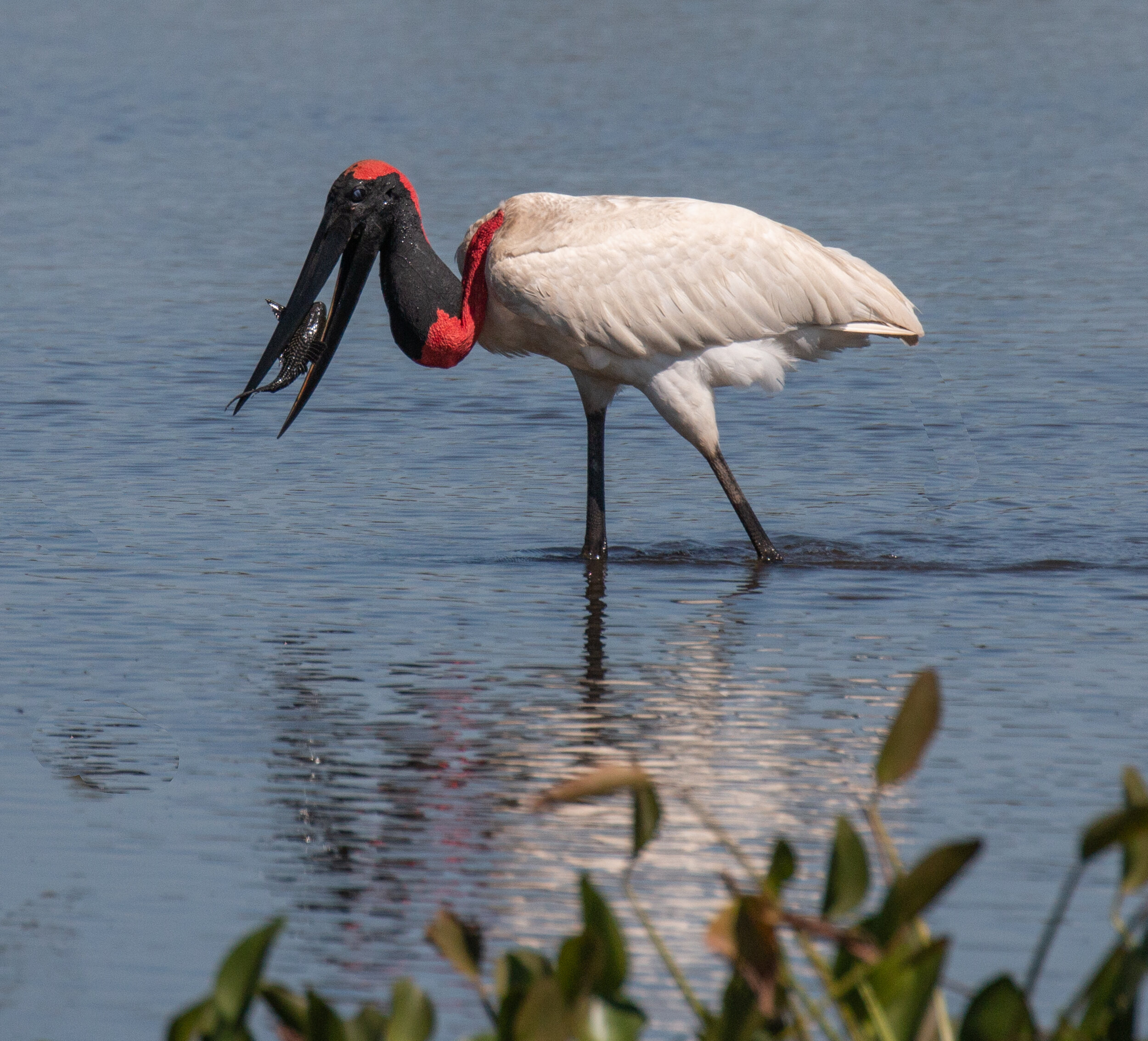 Jabiru Stork. 