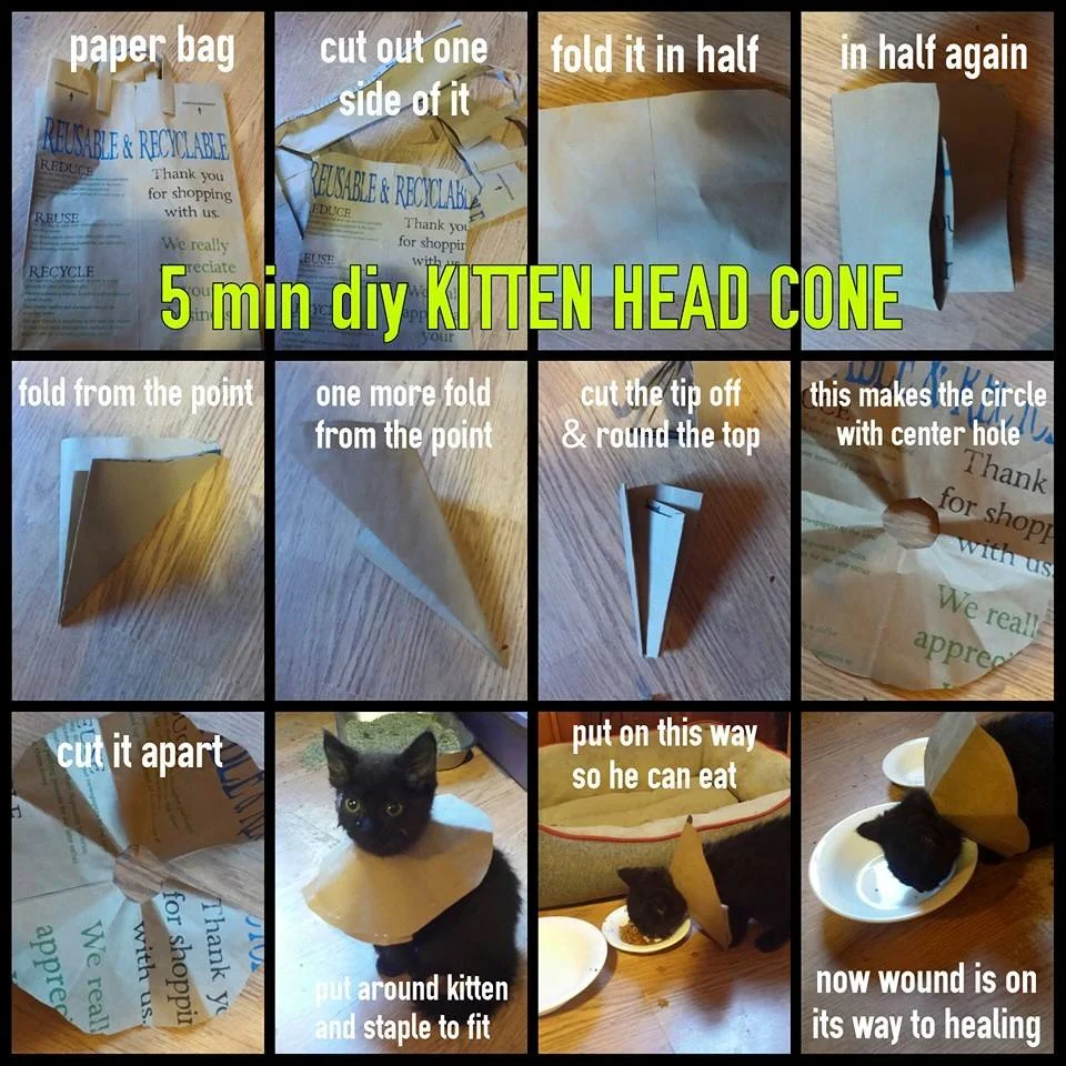 KITTEN HEAD CONE