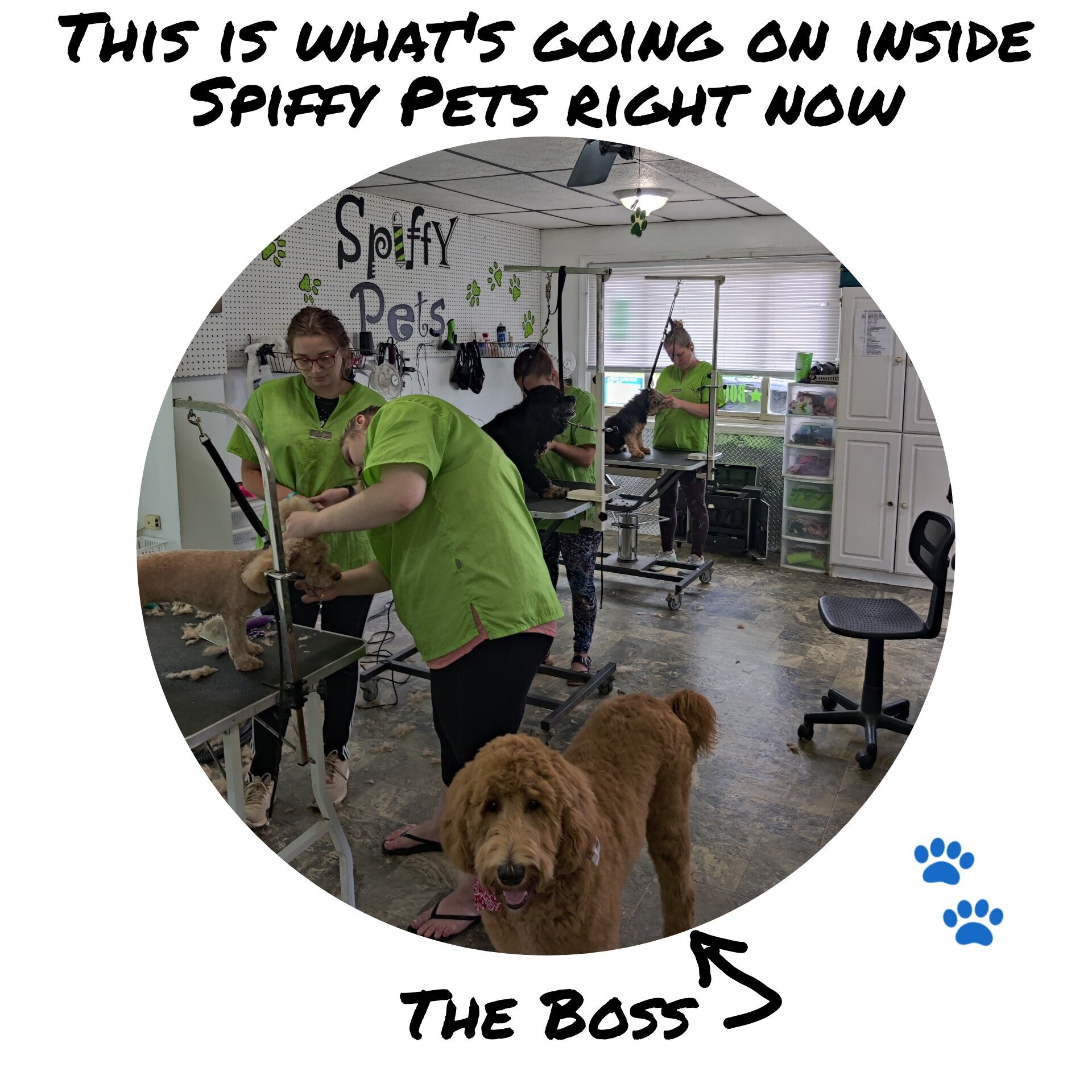 A day in the life of Spiffy Pets Grooming 