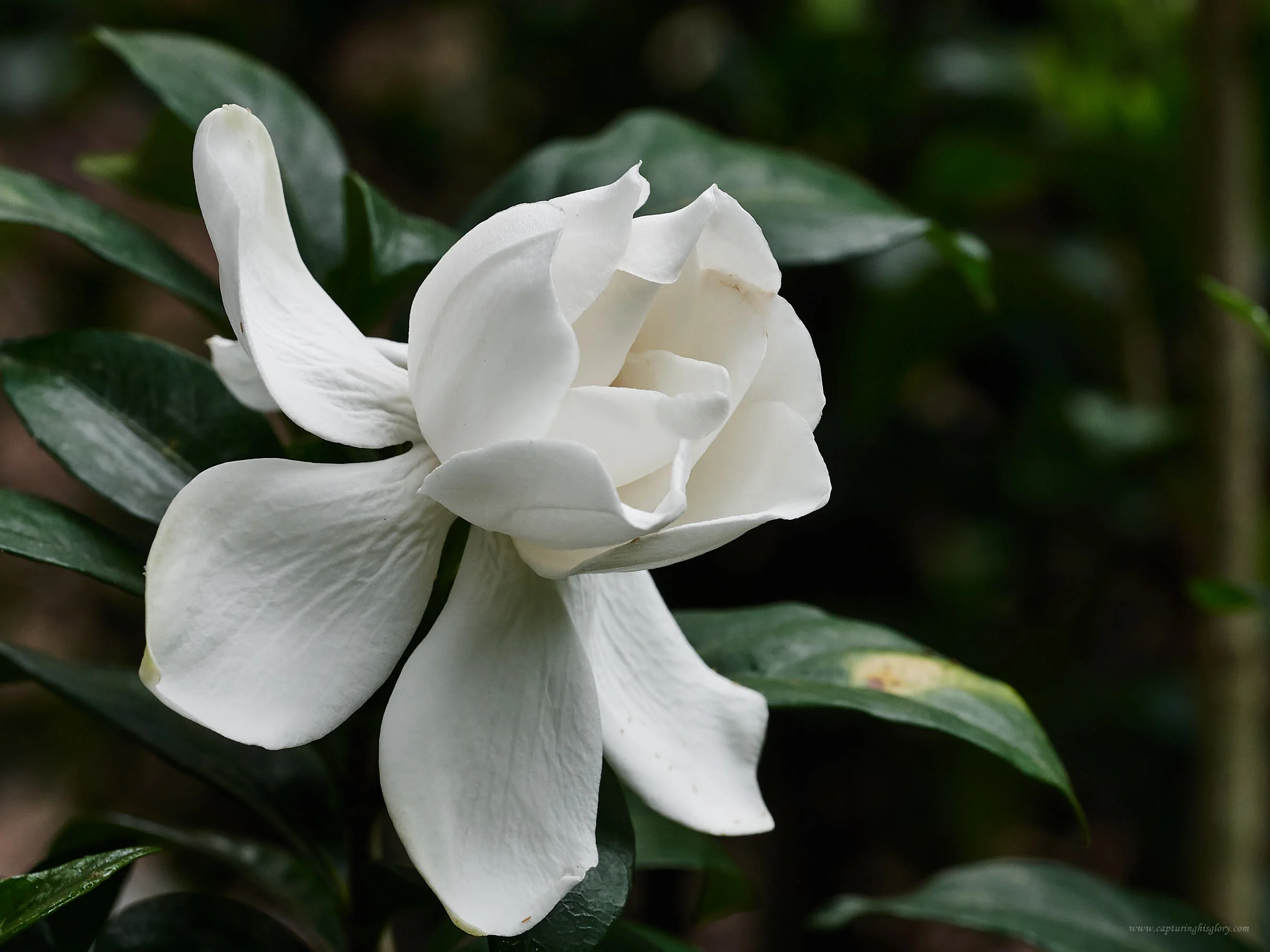 May 27 2018 May Flowers 3900.jpg