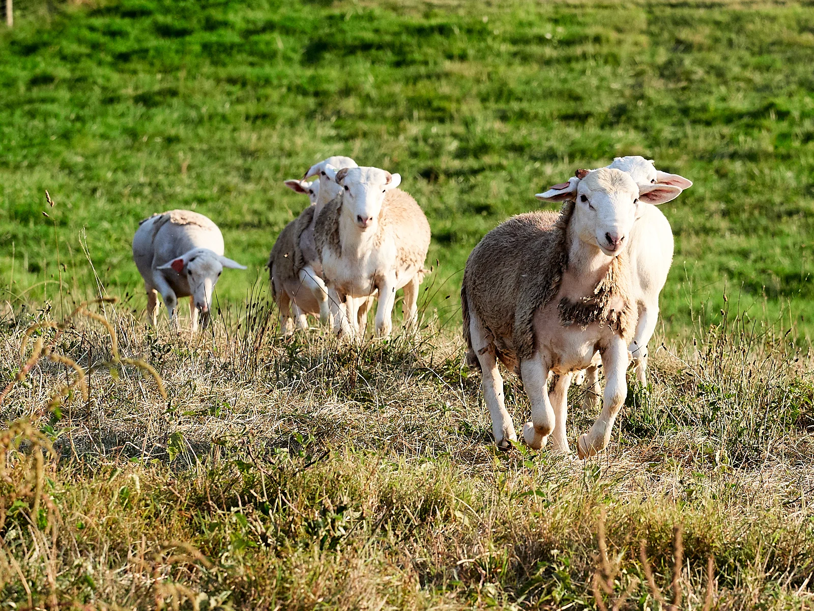 Aug 04 2019 Bakers and Sheep RAW 3641.jpg