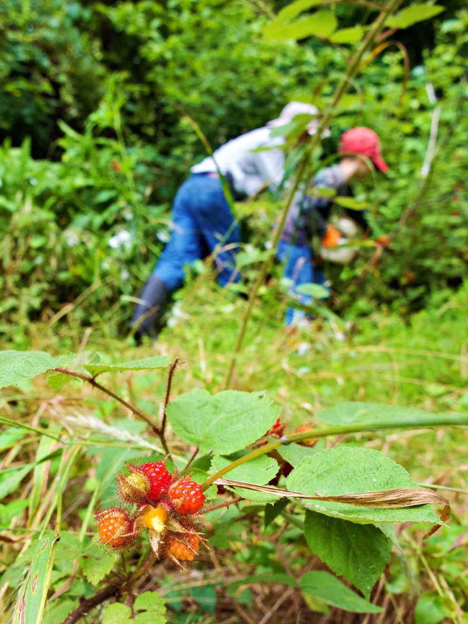 07-08-23 Picking Berries_display13.JPG