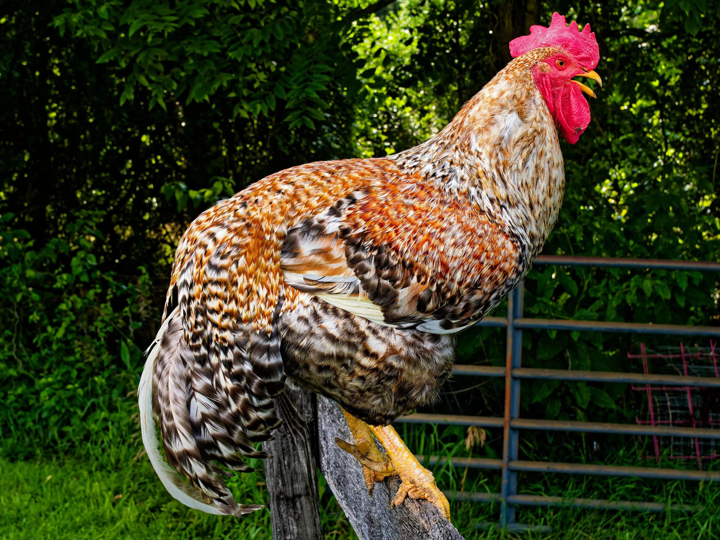 06-28-2025 Chickens for fair-Panasonic- DC-G9M2-{N}-127.jpg