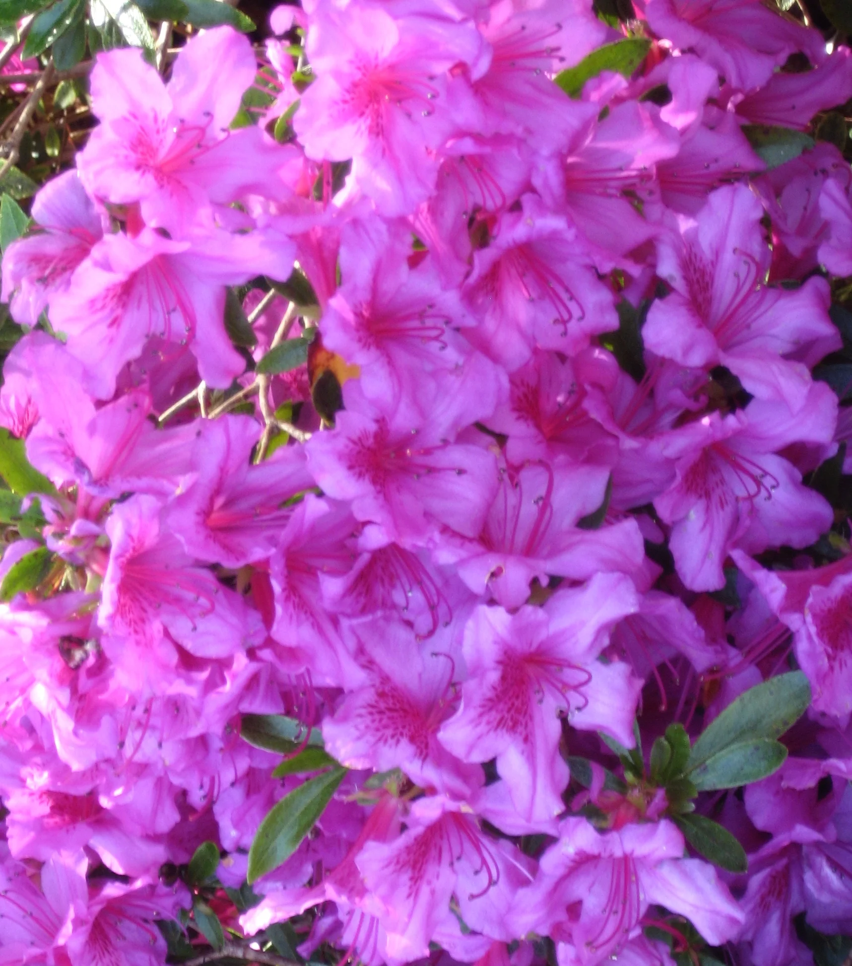 Monet's Garden - 730