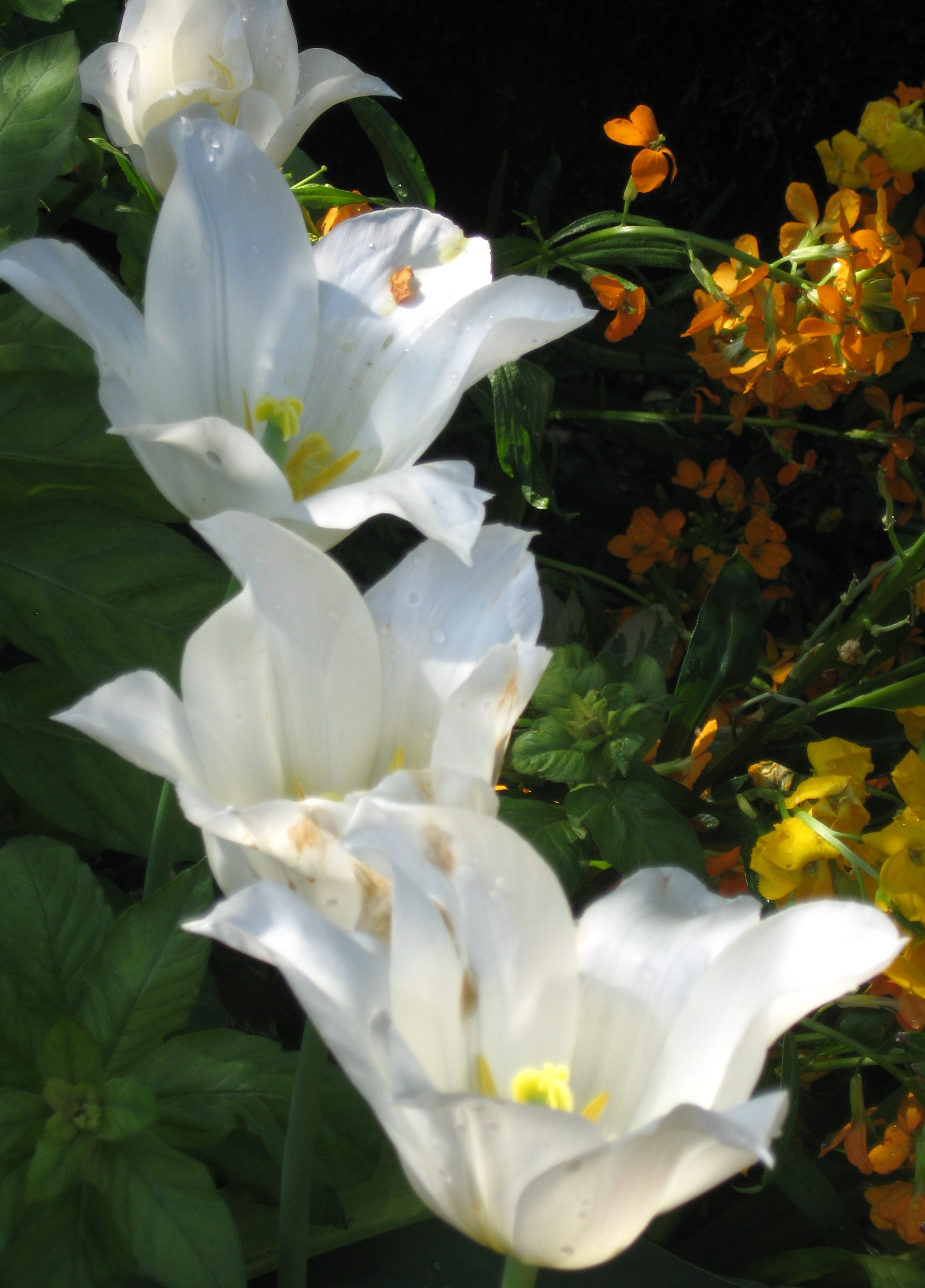Monet's Garden - All in a Row