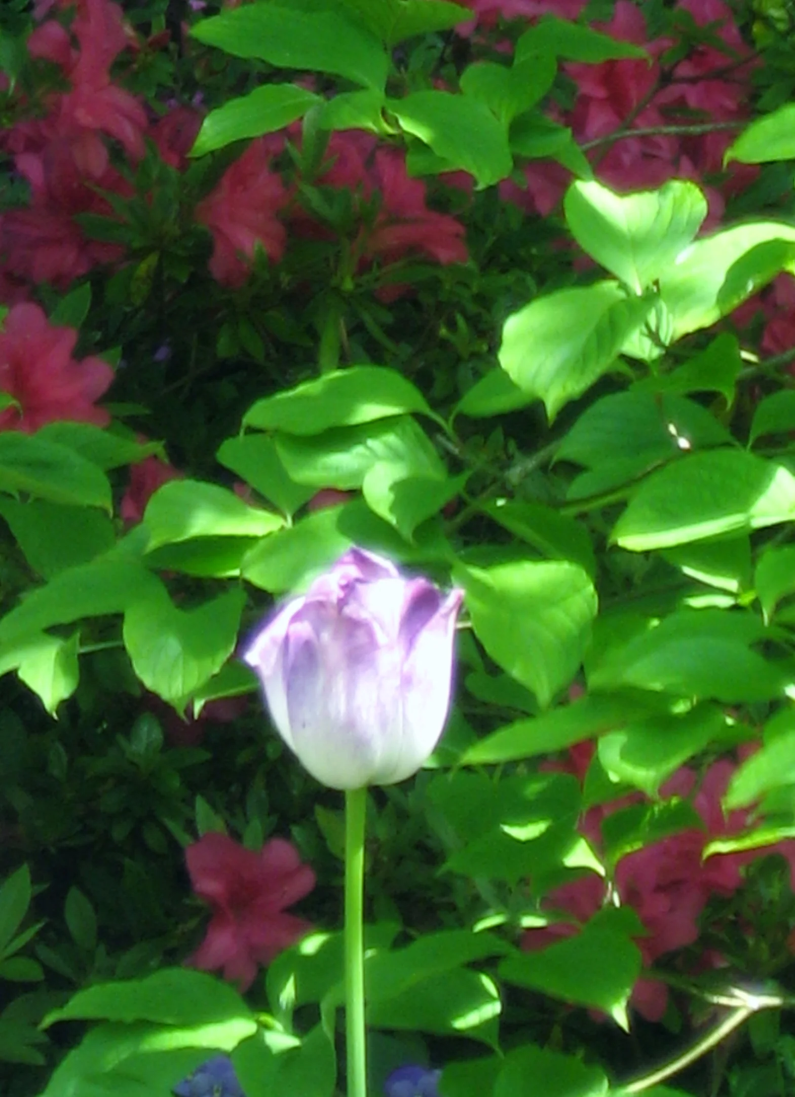 Monet's Garden - All Alone