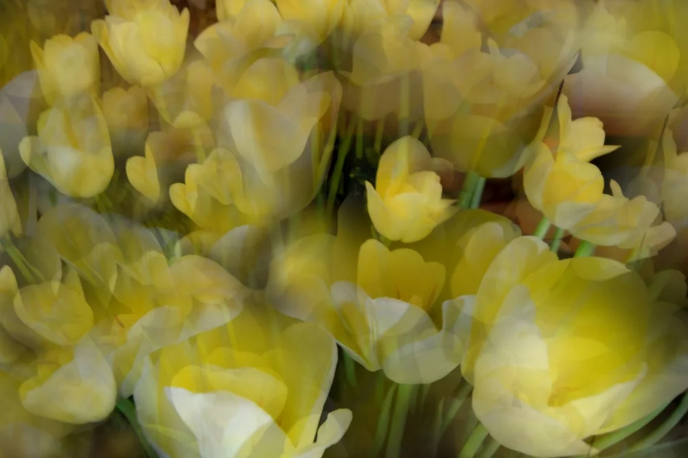 Flora Fantasy in Spring