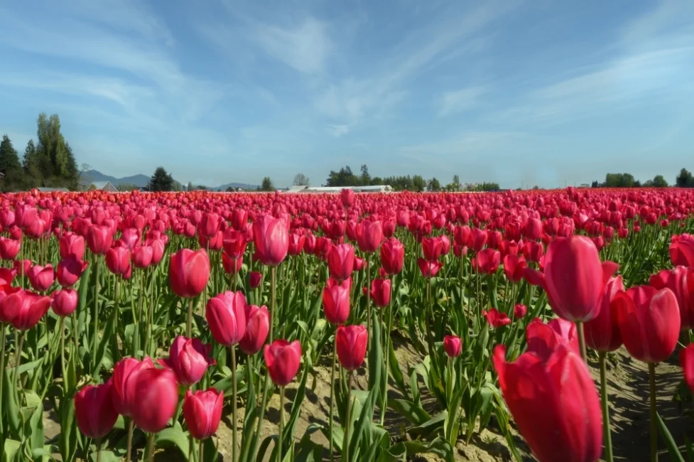 Red Tulips Field in Spring