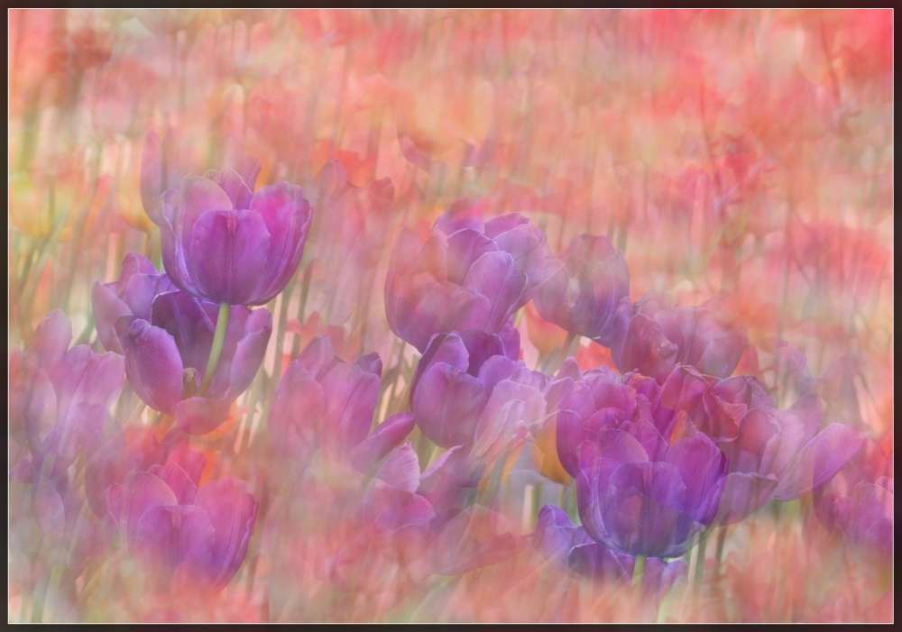An Image of Purple Tulips