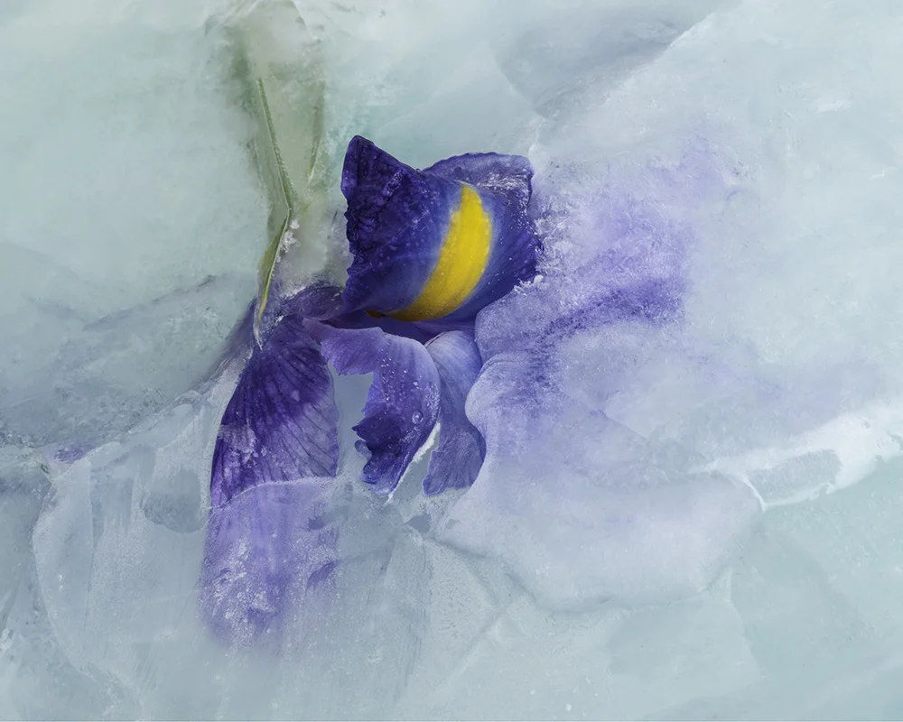 Iris 3