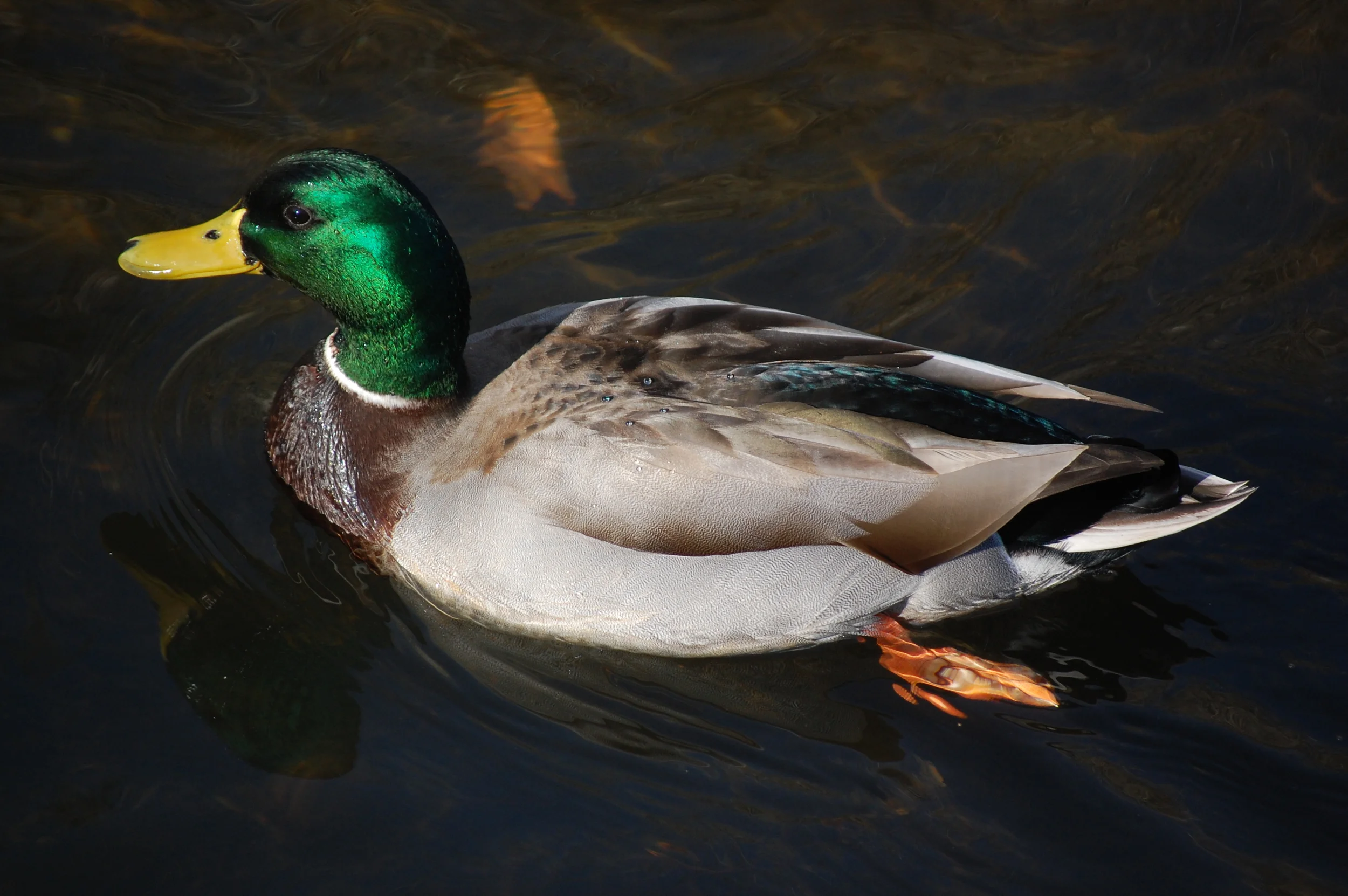 Mallard