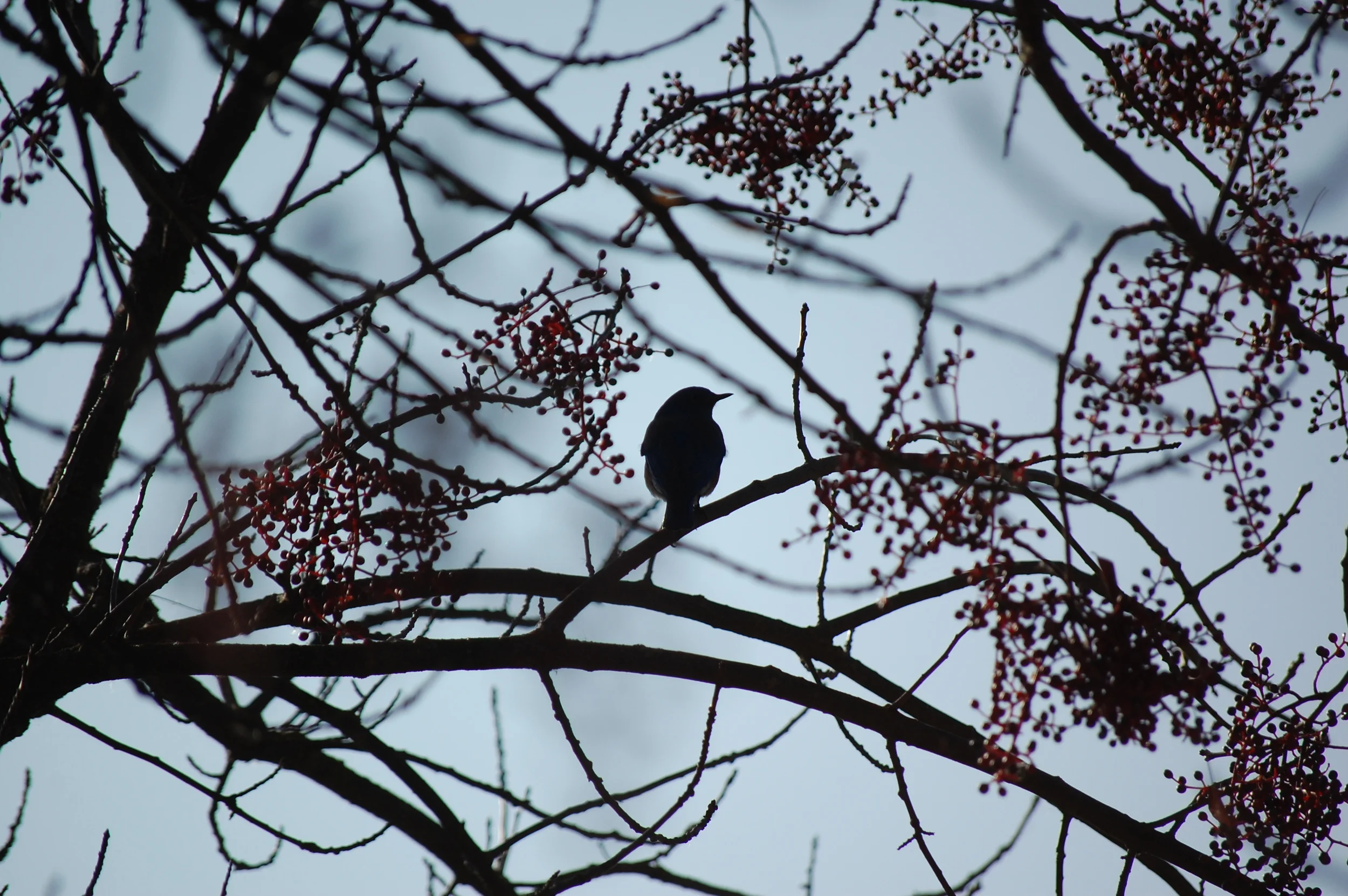 Shadow - Birds in Tree