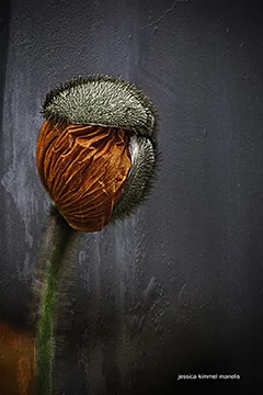 Out of Darkness Grows Flowersp
