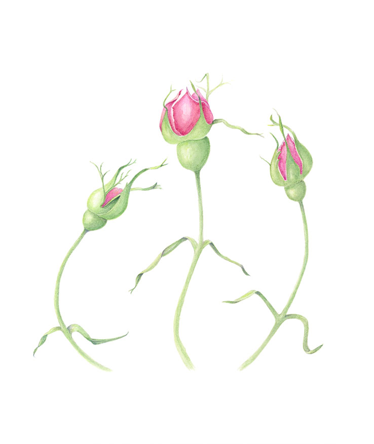 Play of Roses