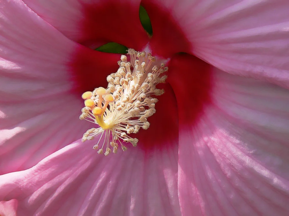 Bloom 7