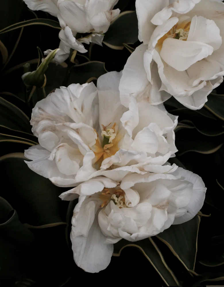 White Flower