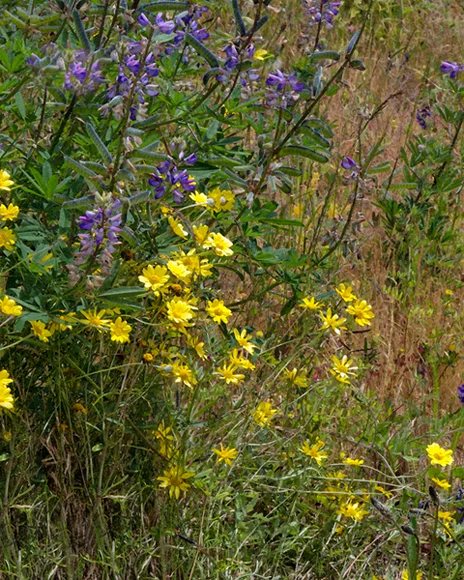 Wild Flowers