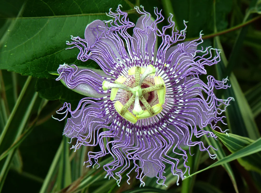 Bloom 9