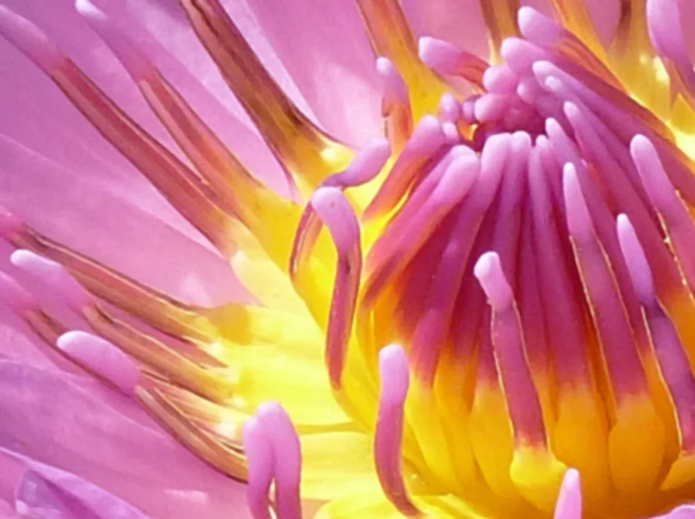 Lily Soul 1