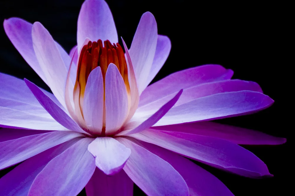 Water Lily #069