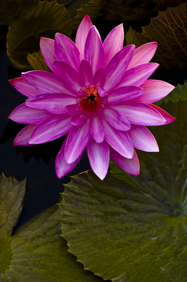 Water Lily #032