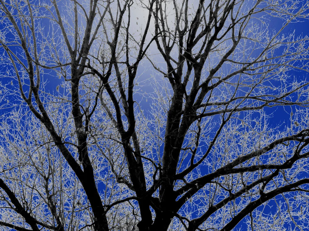 Winter Light Transition