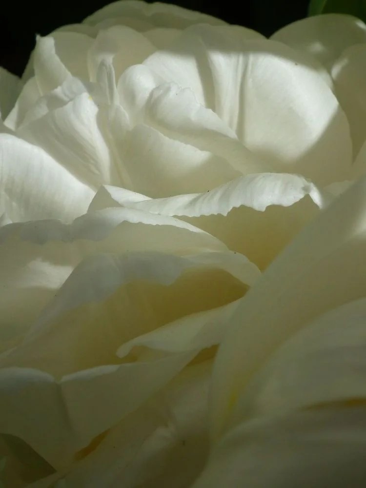 Form in White