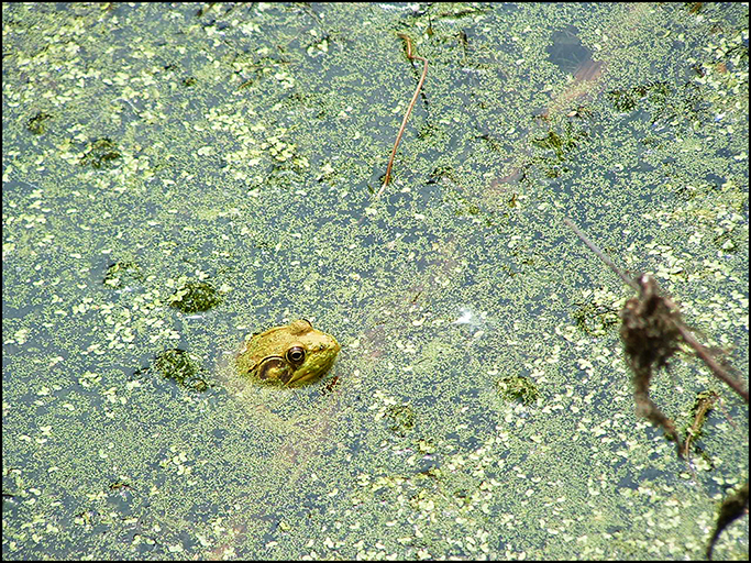Pond Scum Frog