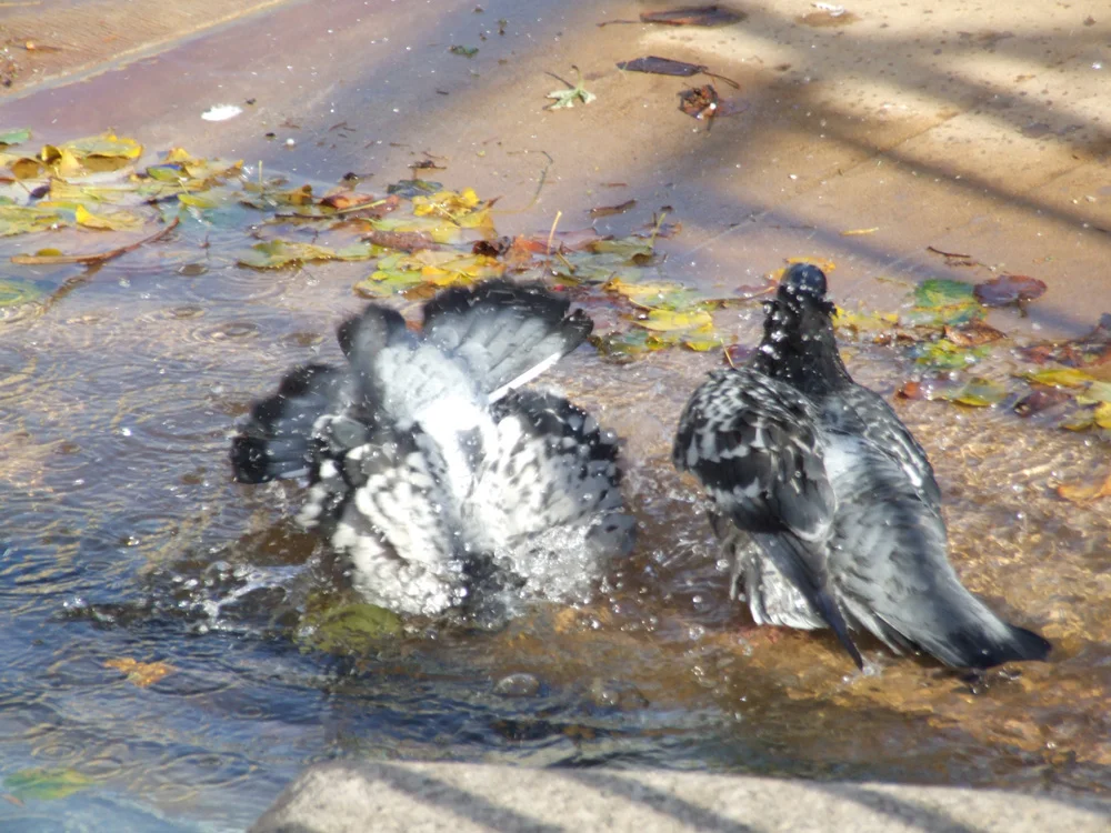 Splash