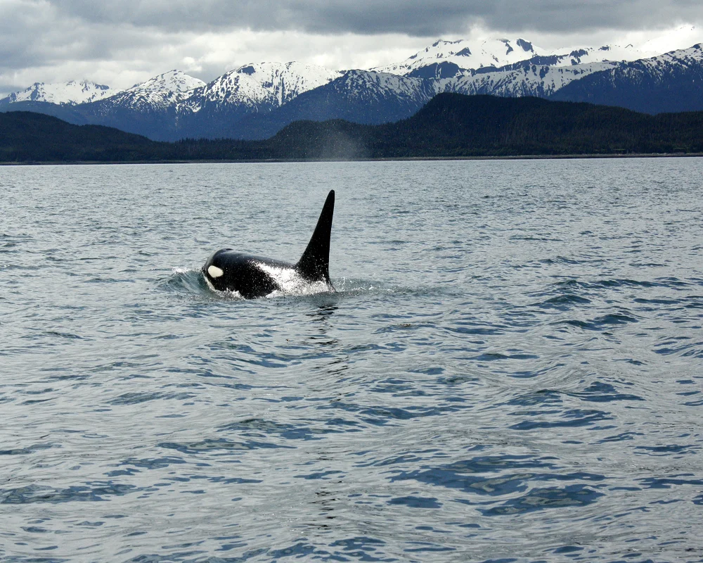 Alaskan Orca
