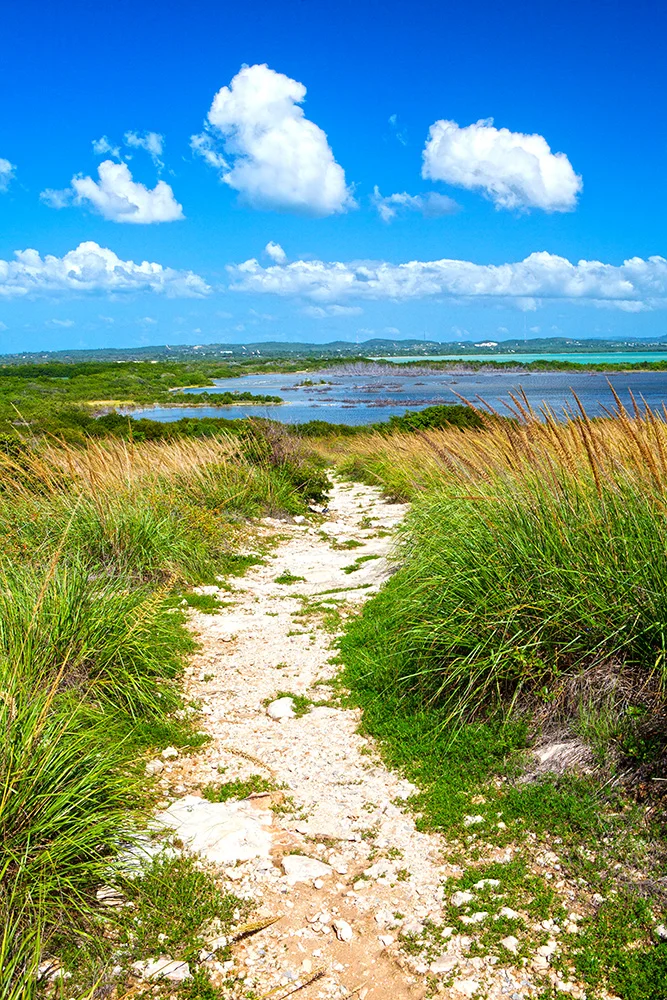 The Path