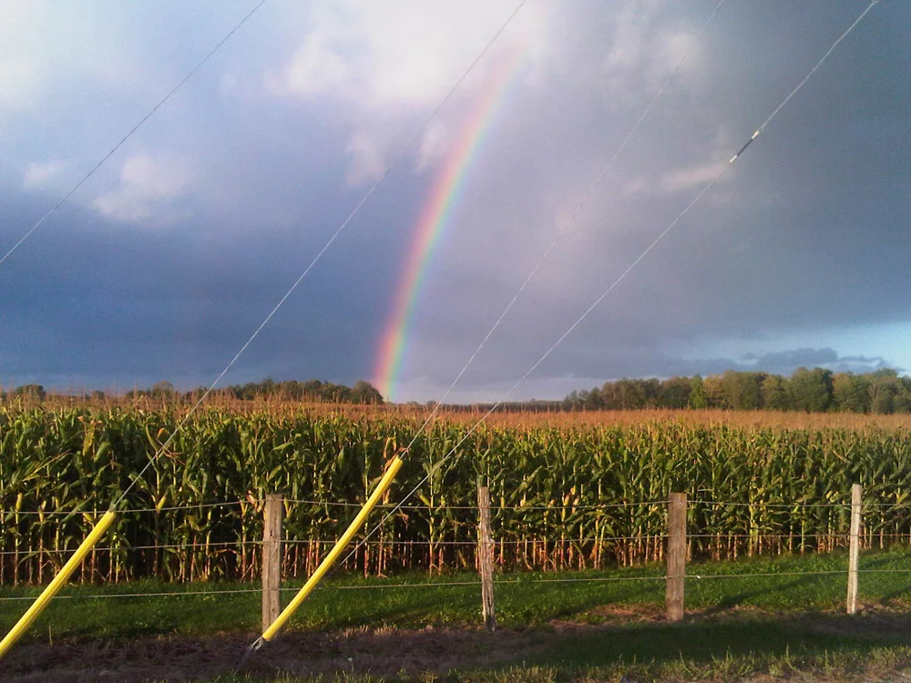 Rainbow Gold