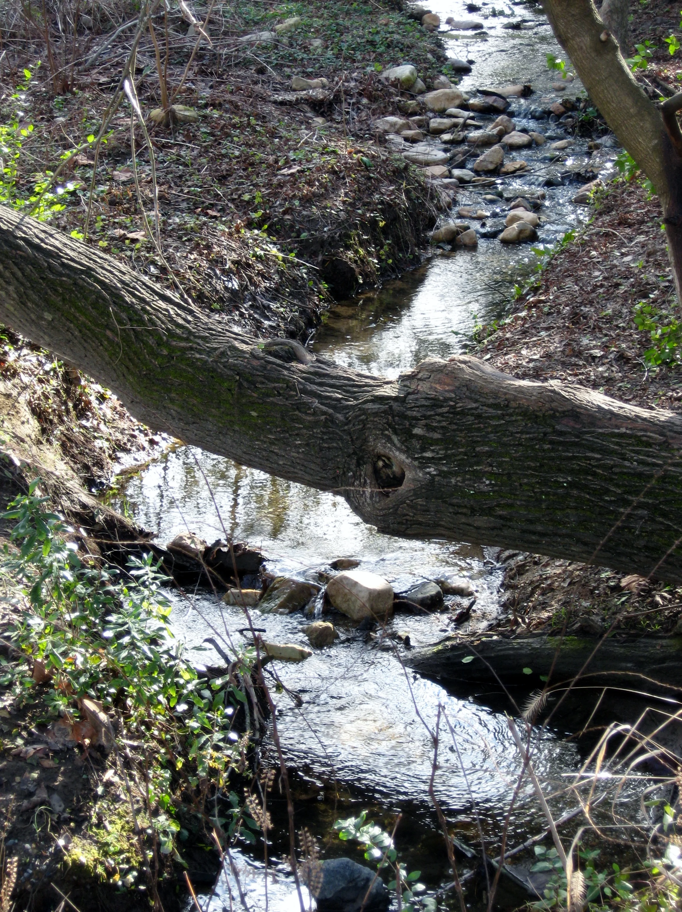 A River in Williamsburg 4