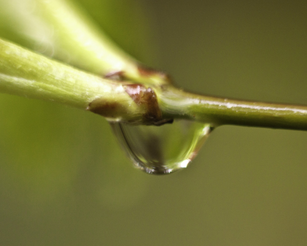 "Droplet One" by Michelle Shaw