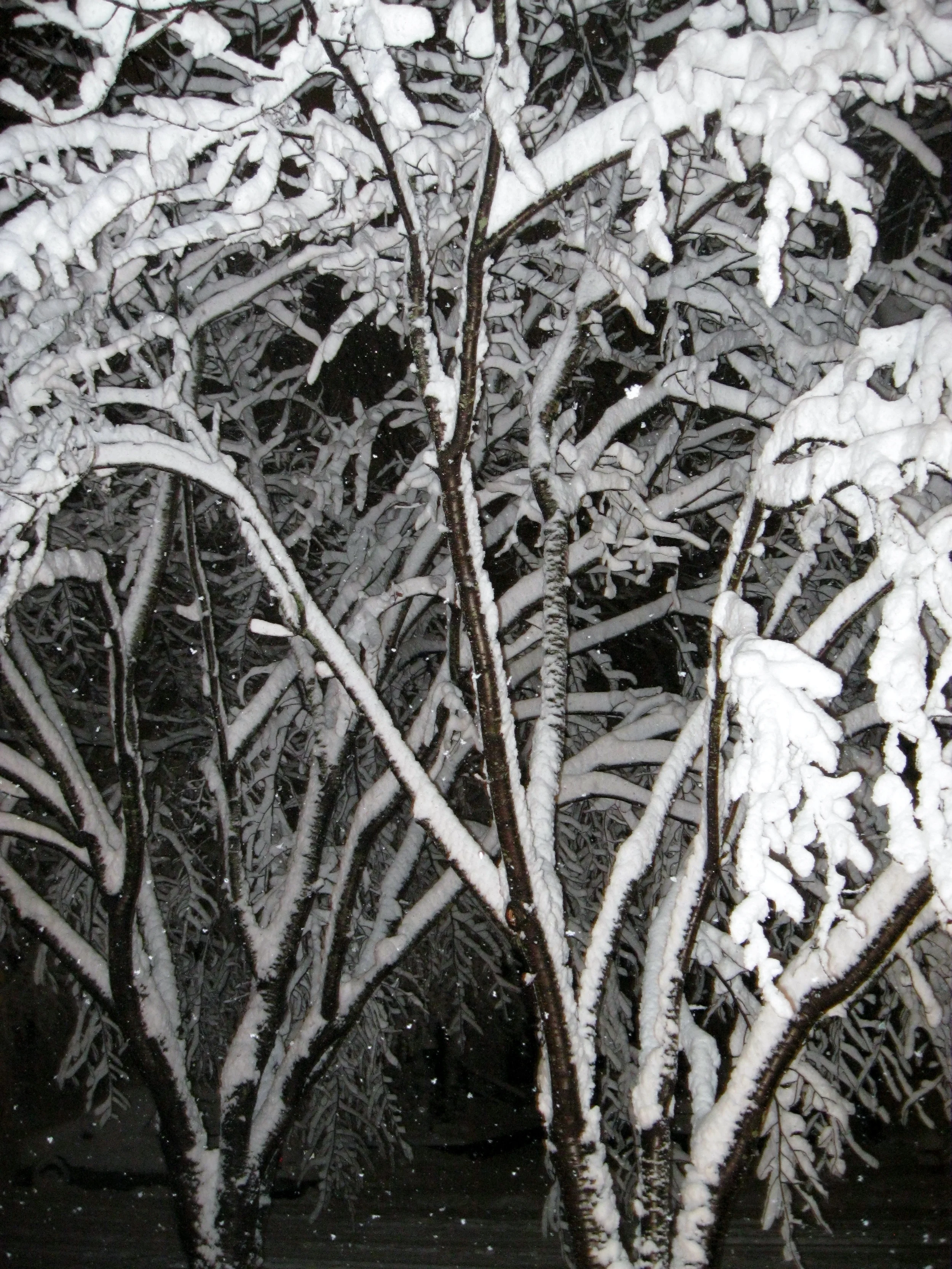 A Snowy Night