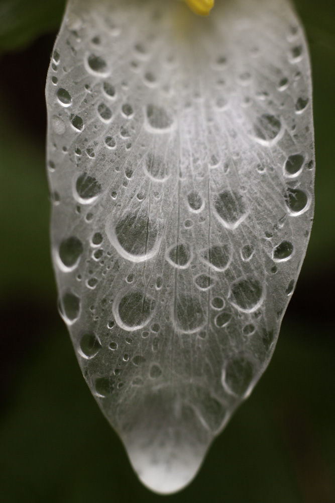 Trillium Petal