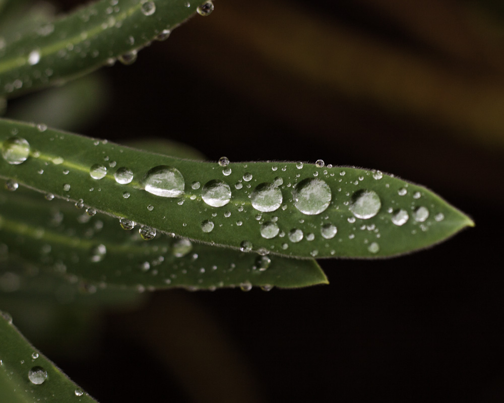 Leaf Droplets