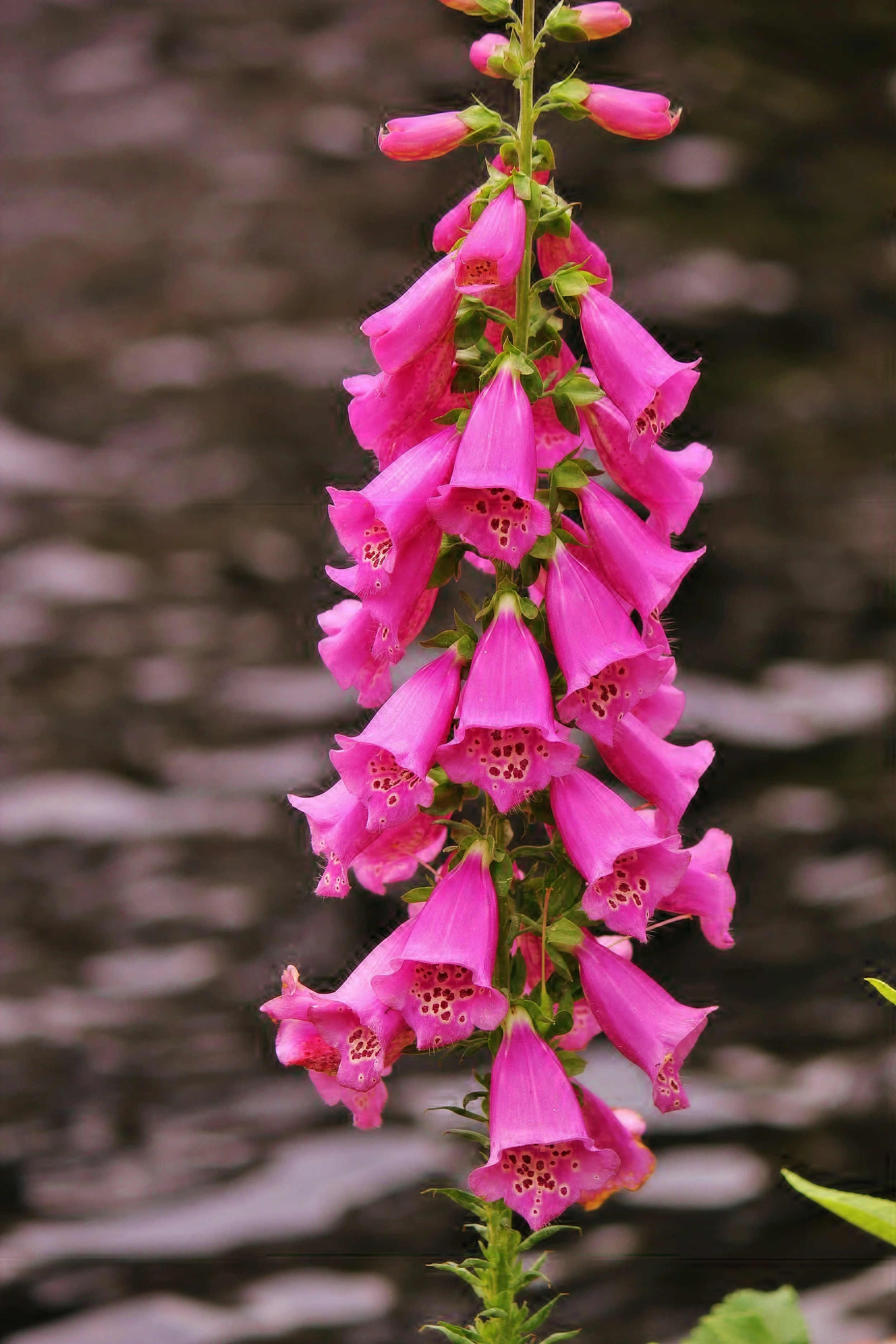 Foxglove