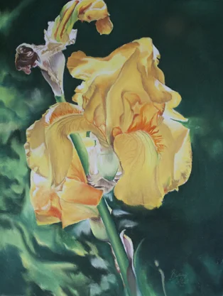Iris Yellow