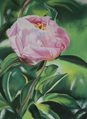 Pink Peony