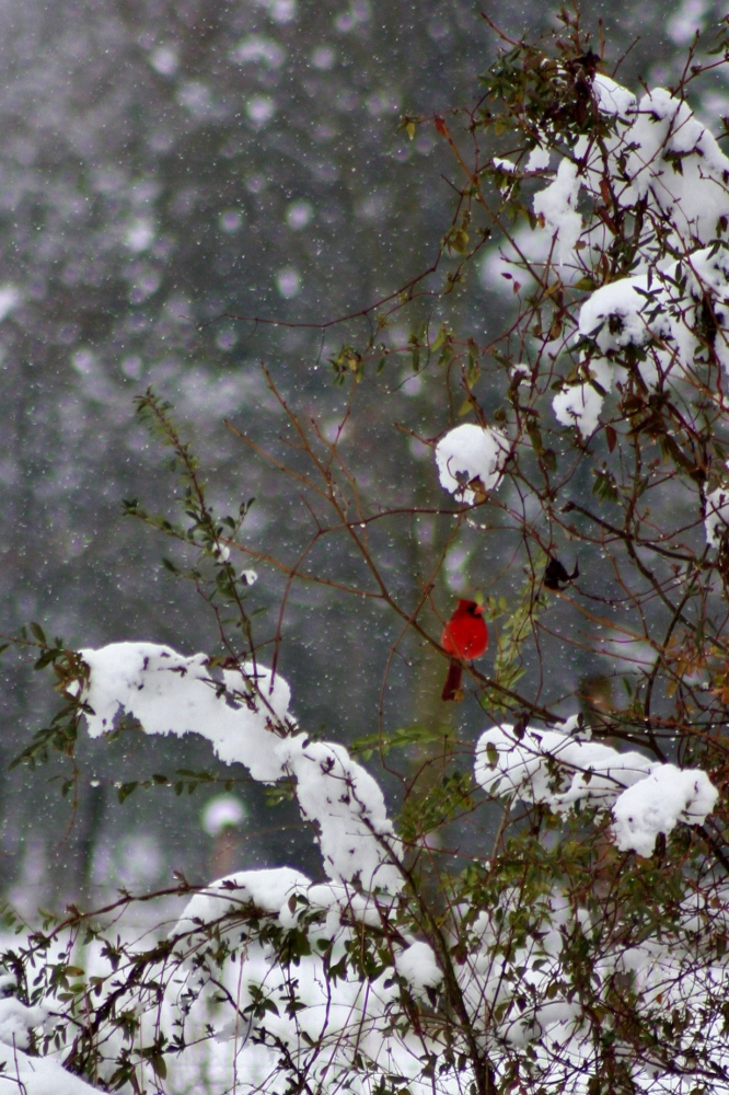 Cardinal in the Snow