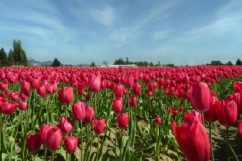 _Red+tulips+field+in+Spring1000.jpg