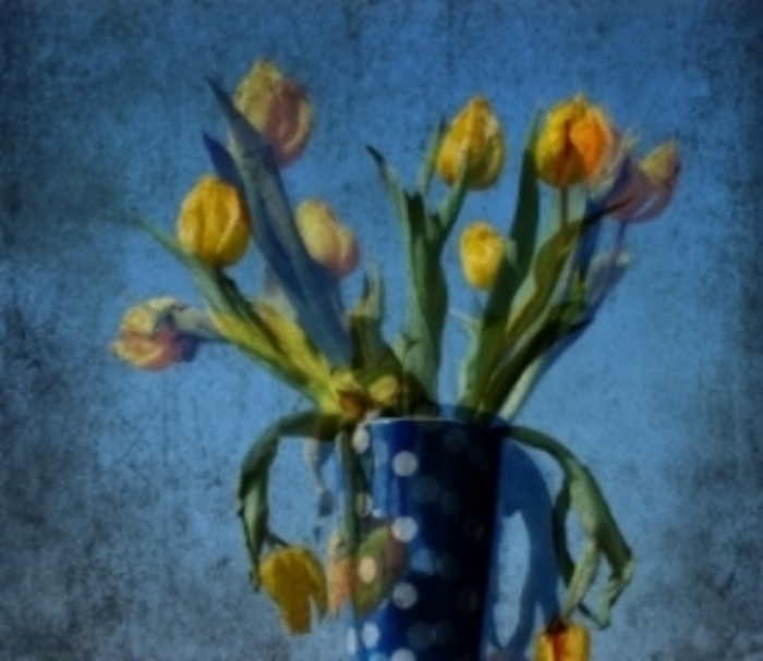 Brut Carniollus for "Yellow Tulips with Ploka Dots"